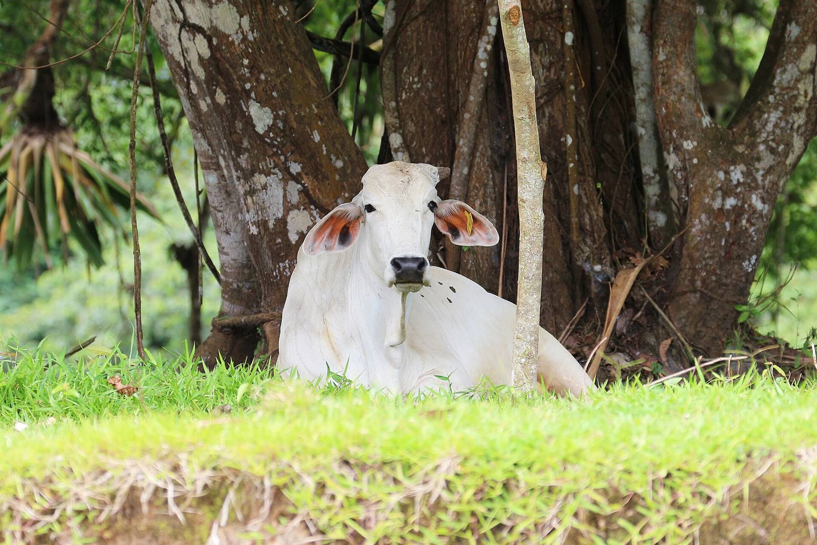 A Brahman cow with numbered ear tags resting at the edge of a pasture