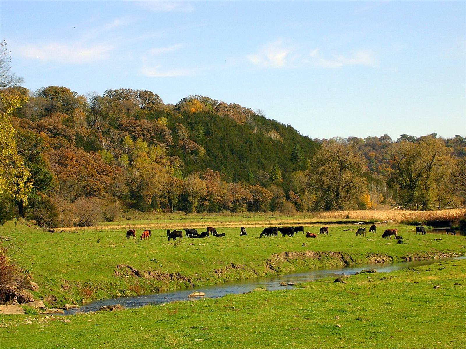 A cattle herd grazing a creek-bottom pasture in autumn