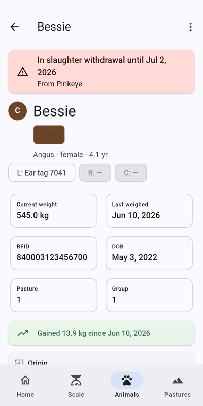 Animal detail for Bessie with a slaughter-withdrawal warning, current weight 545 kg, last weighed Jun 10 2026, RFID, pasture and group, and a banner showing a gain of 13.9 kg.
